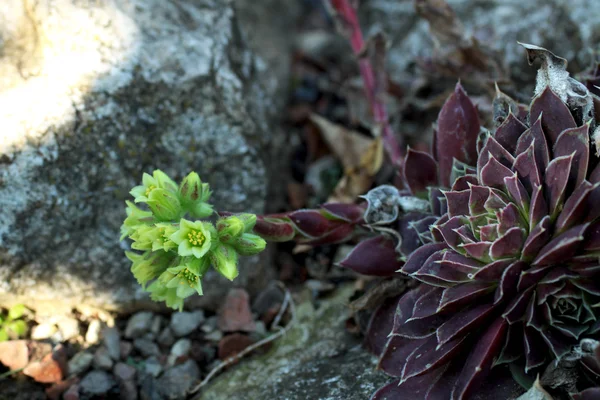 Gartenpflanze — Stockfoto