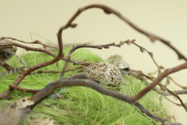 bıldırcın yumurtası