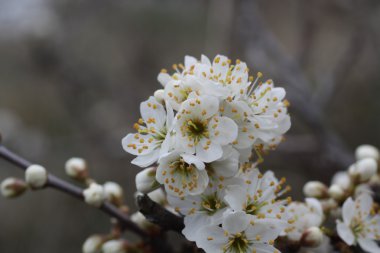 Kiraz ağacı çiçeği.