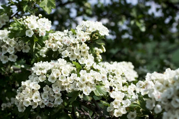 Flor de cerezo — Foto de Stock