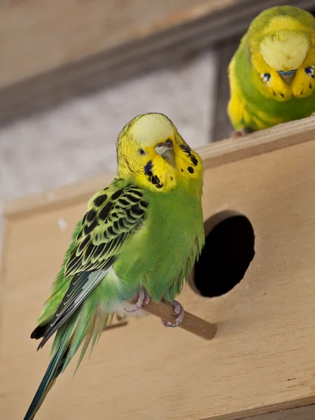 Kleurrijke parrot — Stockfoto