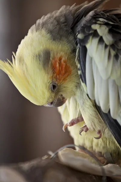 カラフルなオウム — ストック写真