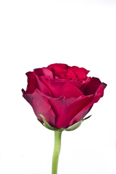 Rote Rose — Stockfoto