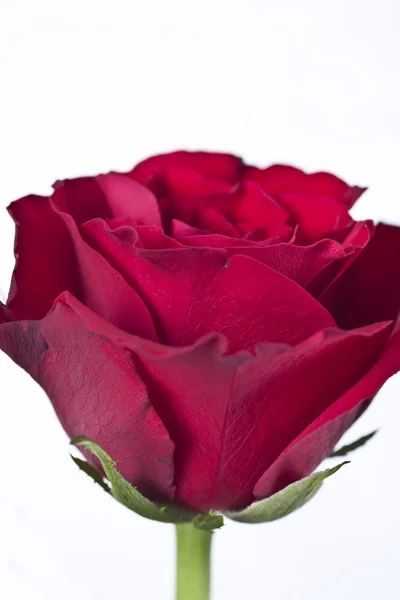 Rote Rose — Stockfoto