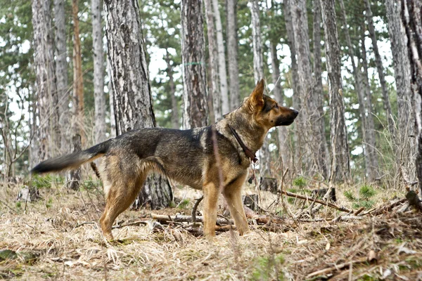 Пастушья собака в лесу — стоковое фото