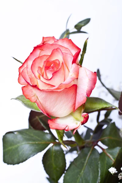 Rosa Ros — Stockfoto