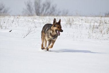 çoban köpeği karda
