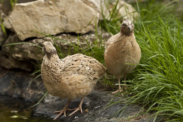 Gallo de codorniz y gallina — Foto de Stock