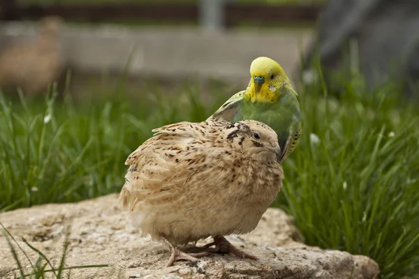 Grasparkiet op een kwartel — Stockfoto