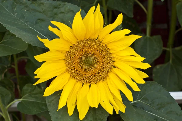 Girasol — Foto de Stock