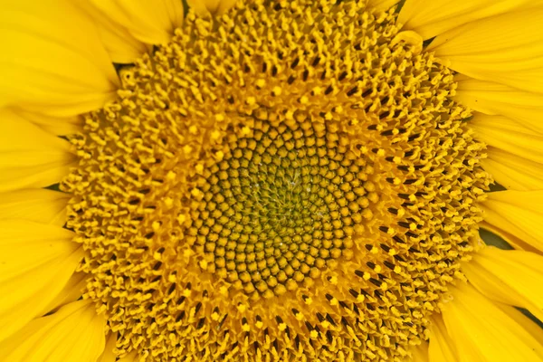 Sunflower — Stock Photo, Image