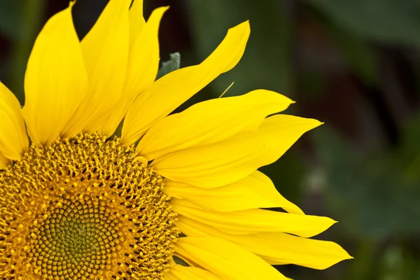 Sunflower — Stock Photo, Image