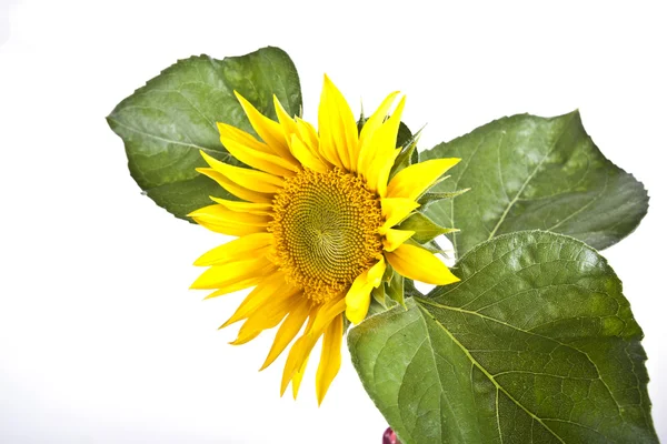 Sunflower — Stock Photo, Image