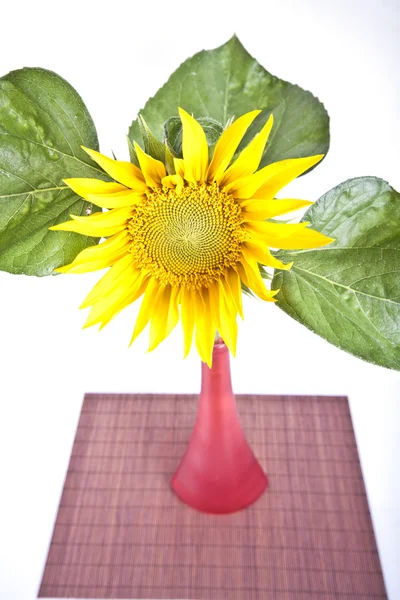 Sunflower — Stock Photo, Image