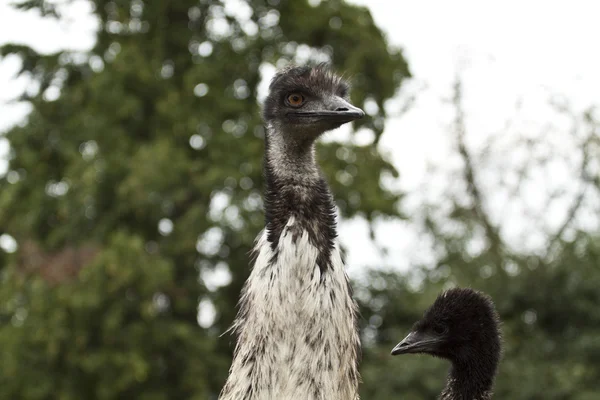 Emu pássaro — Fotografia de Stock