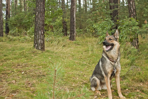 Duitse herdershond — Stockfoto