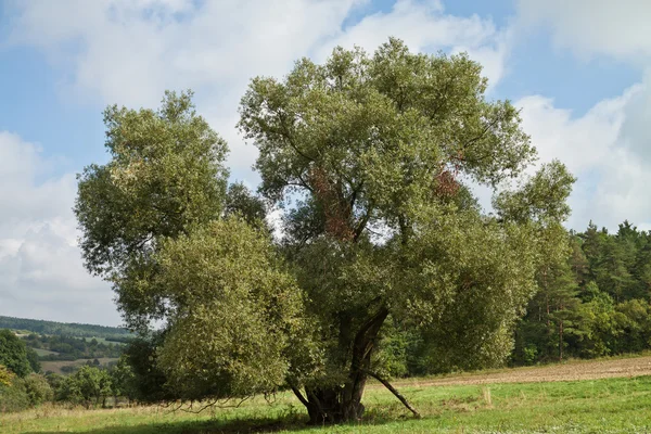 Paesaggio — Foto Stock