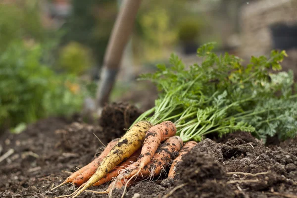 Zanahorias — Foto de Stock