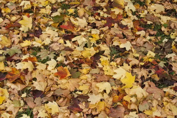 Herbstblätter — Stockfoto