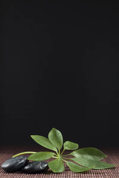 Strahlenaralie a la luz de la luna — Foto de Stock