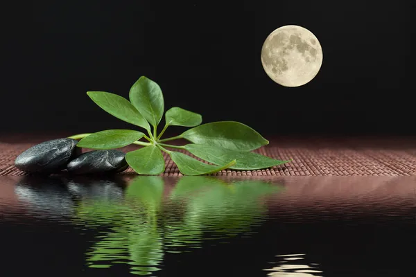 ay ışığında strahlenaralie