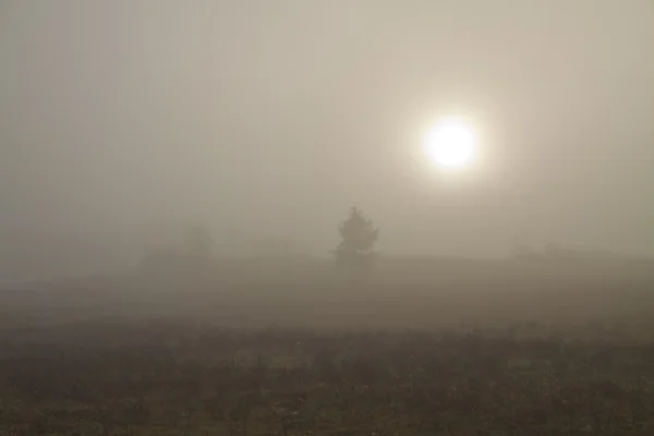 Erdők a ködben — Stock Fotó