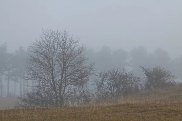 Bos in mist — Stockfoto