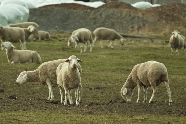 羊の群れ — ストック写真