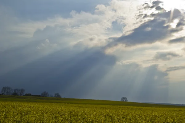 Rape field — Stock Photo, Image