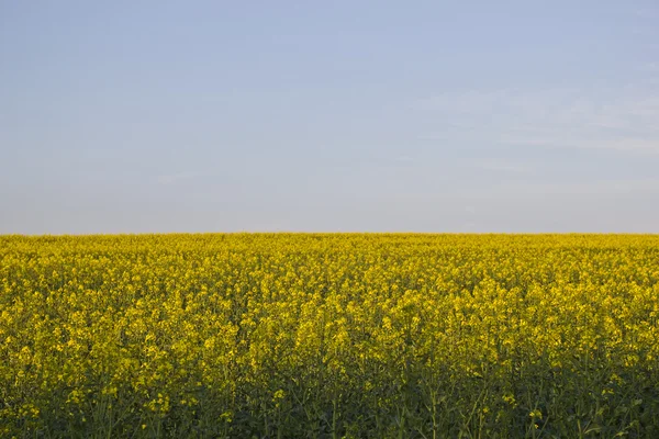 Campo stupro — Foto Stock