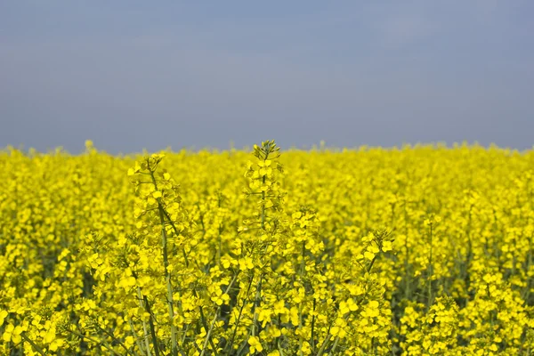 Rapsfält — Stockfoto