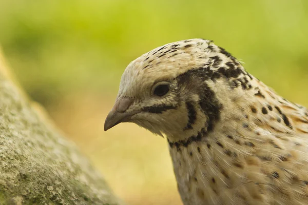 Aves de codorniz — Fotografia de Stock