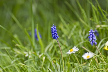 Taze mavi çan çiçeği