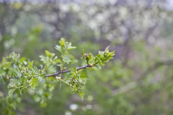 Hawthorn — Stock Photo, Image