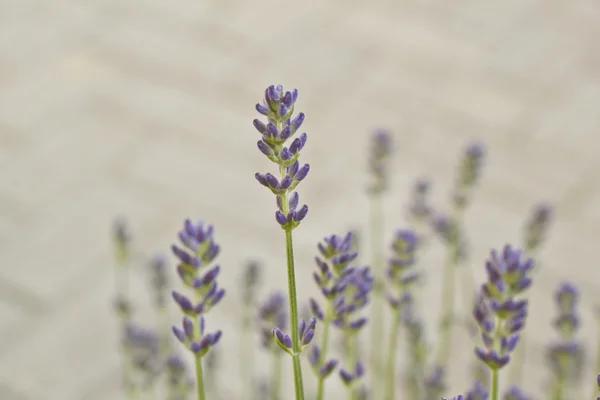 Gerçek lavanta — Stok fotoğraf