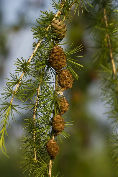 European larch — Stockfoto