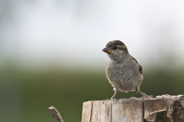 Haussperling — Stockfoto