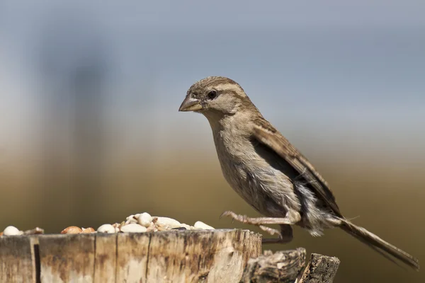 Haussperling — Stockfoto