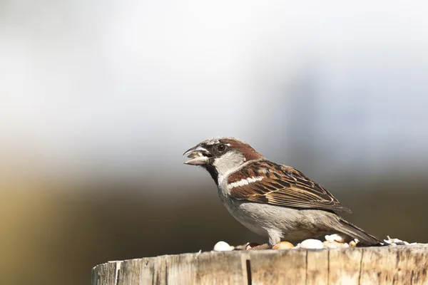 Haussperling — Stockfoto