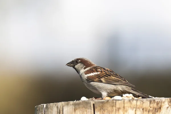 Haussperling — Stockfoto