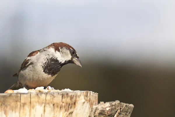 Gråsparv — Stockfoto