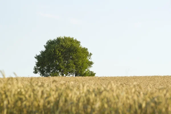 Landskap — Stockfoto