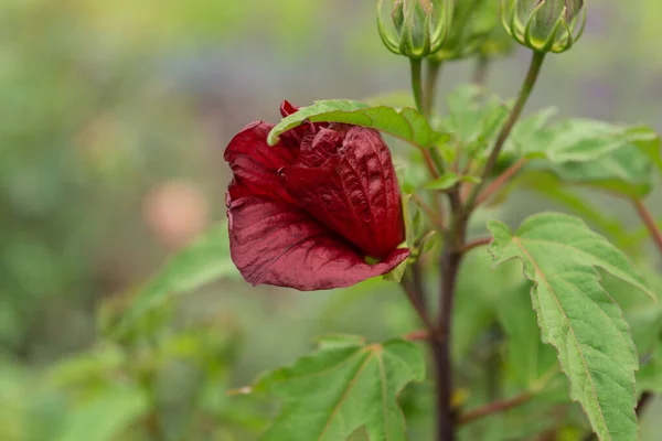 Flor Vermelha Uma Fábrica Container — Fotografia de Stock