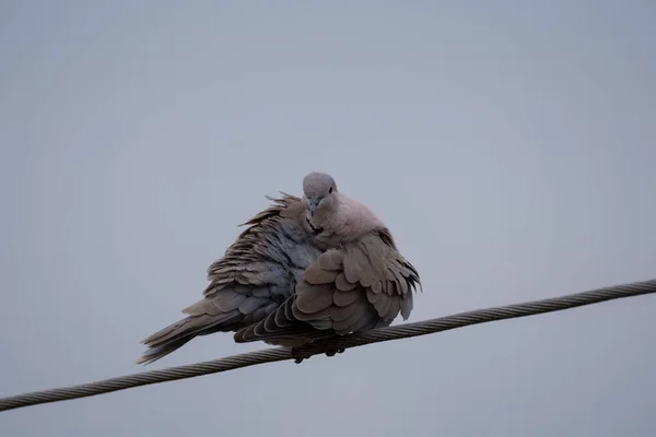 Collared Dove Power Line — Stock Photo, Image