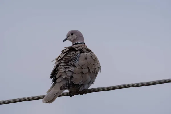 Gebogen Duif Een Hoogspanningslijn — Stockfoto