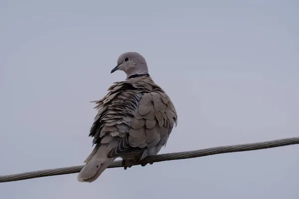 Collared Dove Power Line — Stock Photo, Image