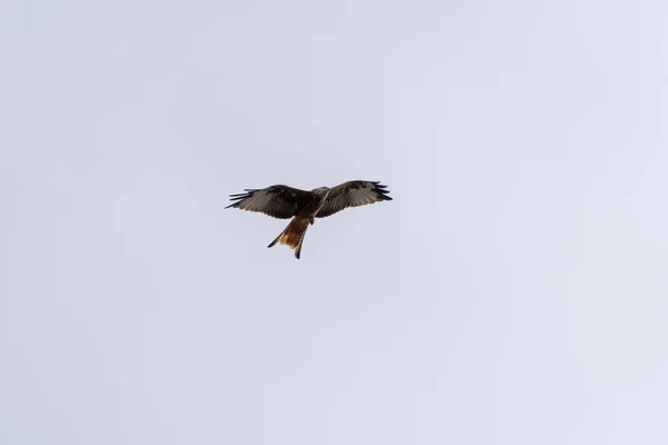 Cerf Volant Rouge Vol Recherche Nourriture — Photo