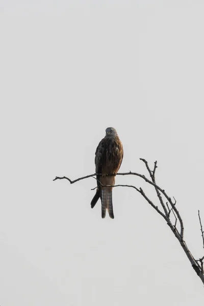 Cerf Volant Rouge Assis Sur Une Branche — Photo