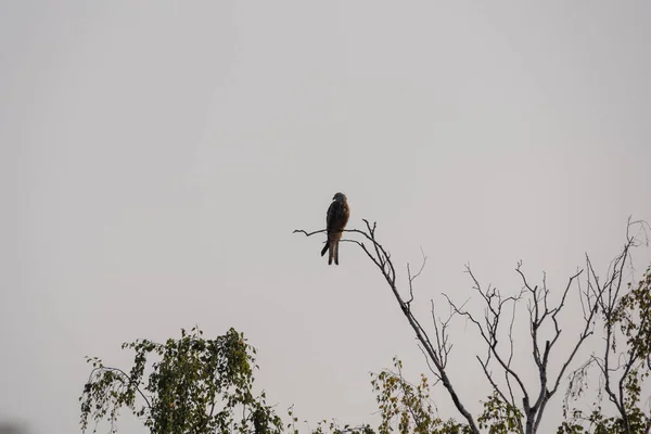 Cerf Volant Rouge Assis Sur Une Branche — Photo