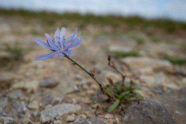 Çiçekler bir çayırda çiçek açıyor.
